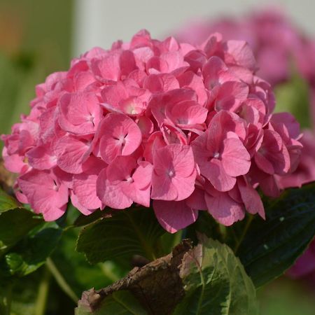 Mamoucafecouette Bed & Breakfast Roz-sur-Couesnon Exterior photo