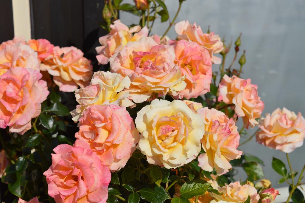 Mamoucafecouette Bed & Breakfast Roz-sur-Couesnon Exterior photo
